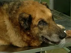 O cachorro tem 12 anos e não consegue mais andar. (Foto: Reprodução/TV Liberal)