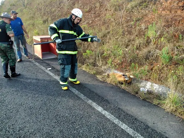 Lobo guará foi resgatado em rodovia com suspeita de fratura nas patas traseiras (Foto: Corpo de Bombeiros)