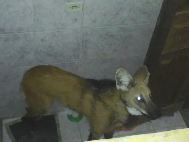 O animal que está ameaçado de extinção foi devolvido à natureza (Foto: Divulgação/ PM)