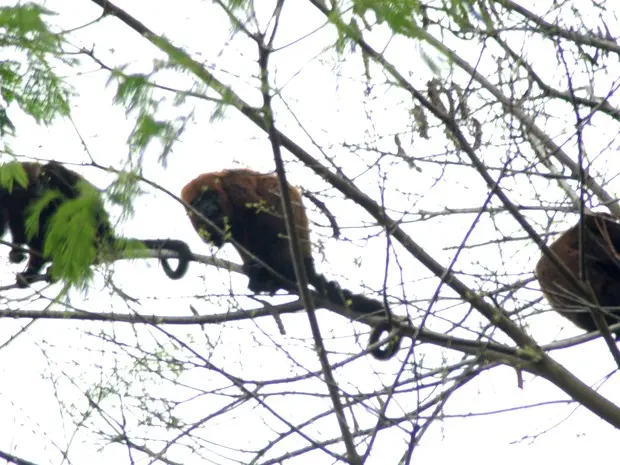 Animal foi resgatado em uma árvore no fundo do quintal de uma residência (Foto: Divulgação)