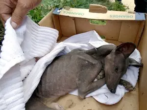 Cachorro do mato, quando foi encontrado debilitado (Foto: Prefeitura de Louveira/Divulgação)