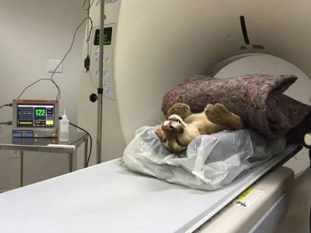 Felino passa por tratamento na ONG Mata Ciliar, em Jundiaí (Foto: Divulgação / ONG Mata Ciliar)