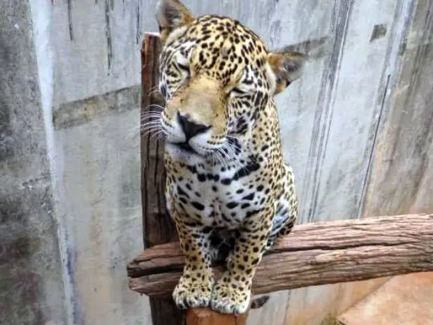 Mata Ciliar mantém centro para cuidar de animais silvestres em Jundiaí (Foto: Divulgação / ONG Mata Ciliar)