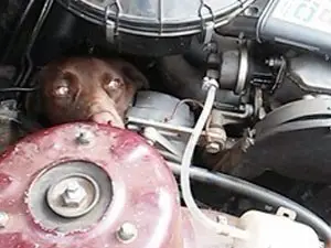 Cadela precisou ser retirada pelo Corpo de Bombeiros (Foto: Corpo de Bombeiros)