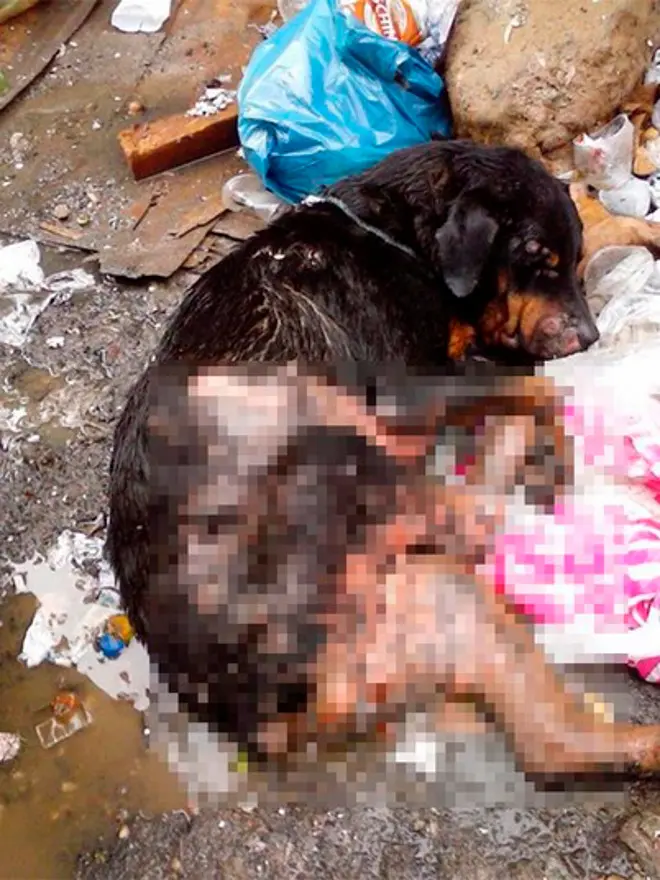 Uma cadela da raça rottweiler foi encontrada com 70% do corpo queimado em um lixo, no bairro de Fazenda Grande, em Salvador. (Foto: Reprodução/Facebook)