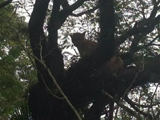 Animal pode ter chegado à casa em busca de comida (Foto: Arquivo Pessoal/ Luiz Paulo Amaral)