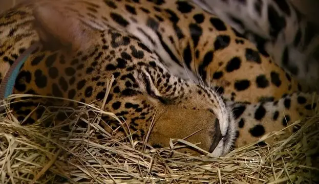Onça terá atendimento em ONG de Jundiaí (Foto: Reprodução/TV TEM)