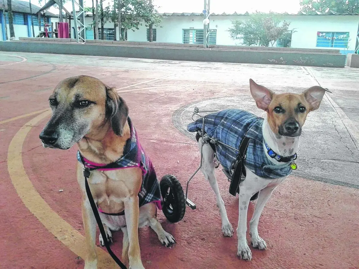 Cães deficientes cuidados pela Apaja de Jaú chegam na Apae para visitar os alunos; na foto acima, filhote para adoção em Jaú