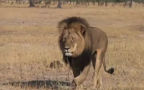 O leão Cecil, no Zimbábue. / BRYAN ORFORD