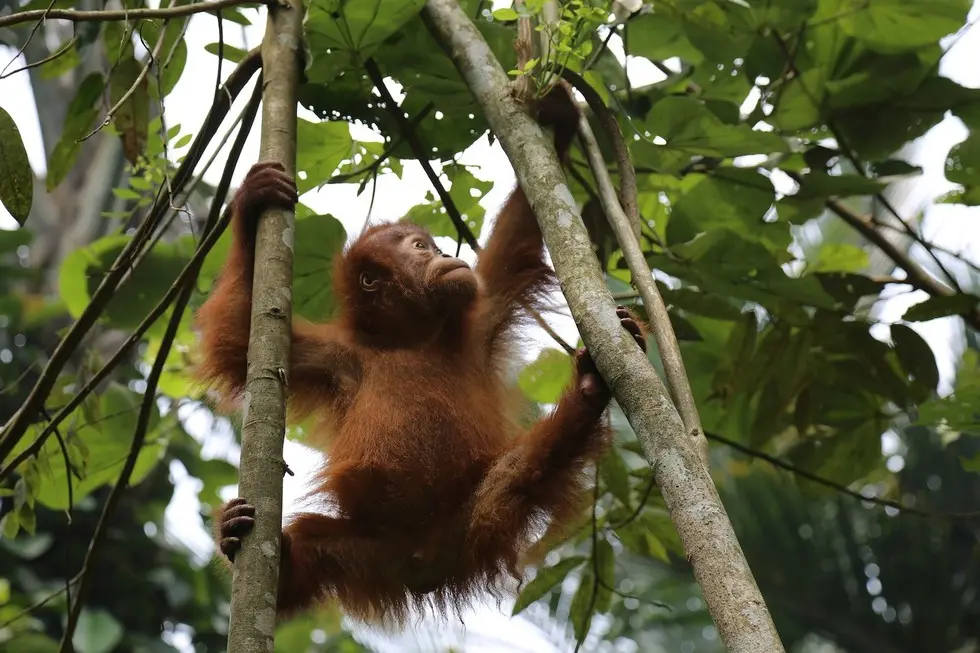 Foto: Sumatran Orangutan Conservation Programme