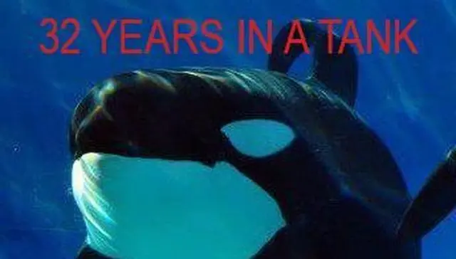 Foto: Facebook/Sea World San Diego Orcas