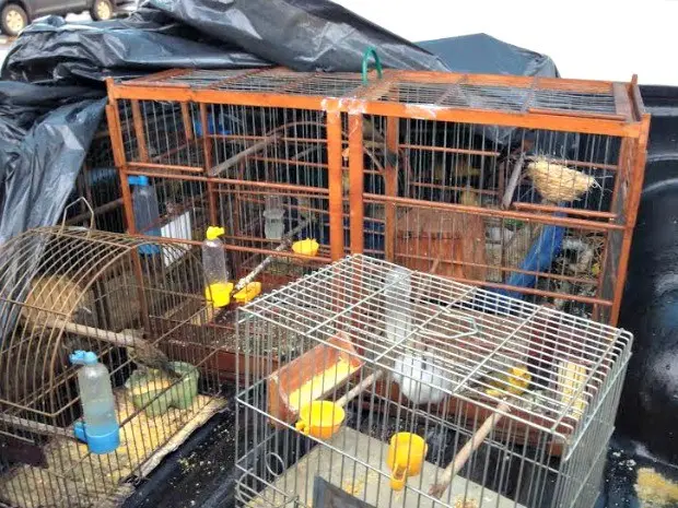 Animais foram encontrados em cativeiro no bairro Los Angeles, em Campo Grande (Foto: Divulgação Polícia Civil/MS)