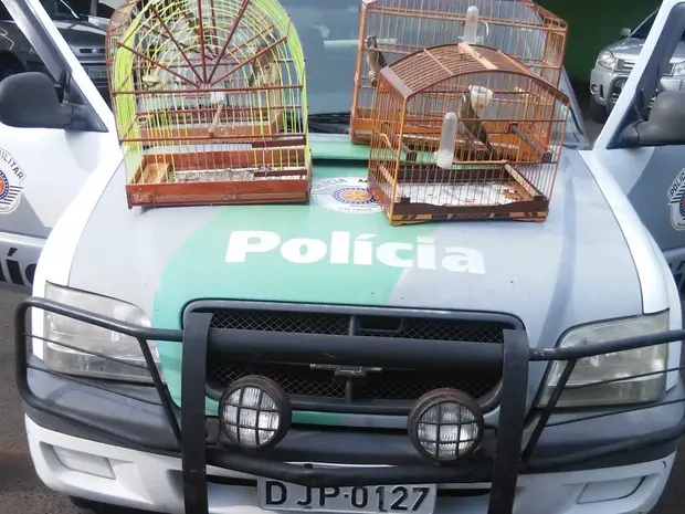 Pássaros resgatados pela polícia em Santa Gertrudes (Foto: Divulgação/ Polícia Militar Ambiental Rio Claro)