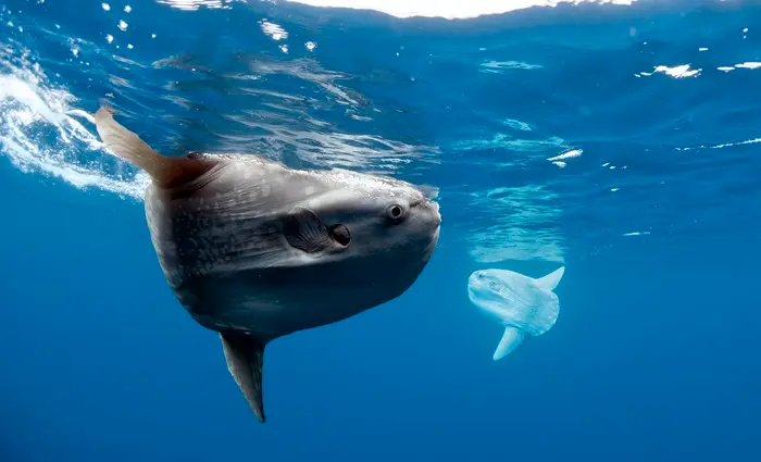 Dois exemplares de peixe-lua são vistos no Oceano Pacífico, próximo à costa da Califórnia, nos Estados Unidos (Foto: Divulgação/Daniel Botelho)