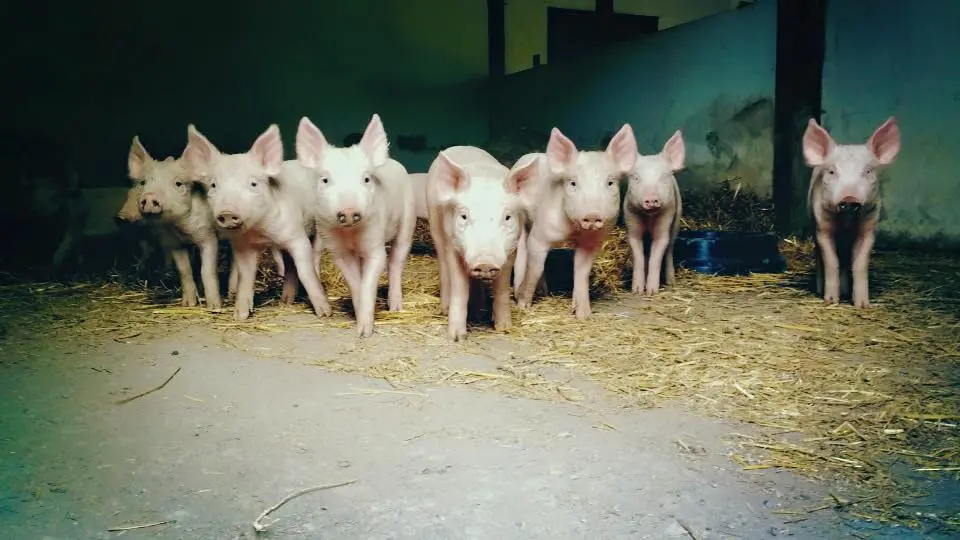 Foto: PETA