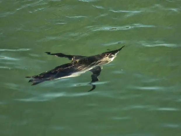 Pinguins são achados no litoral do extremo sul da Bahia (Foto: Divulgação/Pat Ecosmar)