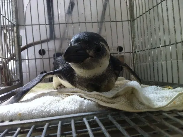 Pinguim chegou na Bahia por serguir em rota de corrente marítima errada (Foto: Divulgação/Instituto do Meio Ambiente)