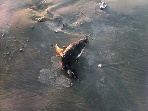 Pinguim foi encontrado morto na manhã deste domingo em Praia Grande
