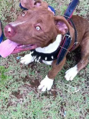 Pit bull foi espancado e morto com dois tiros (Foto: Pamela Moreira/Arquivo Pessoal)