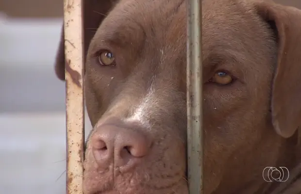 Animais estão sadios e aguardam adoção no Recanto dos Pit Bulls (Foto: Reprodução/TV Anhanguera)