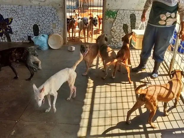 policial_cuidadeanimais_patos_paraiba2