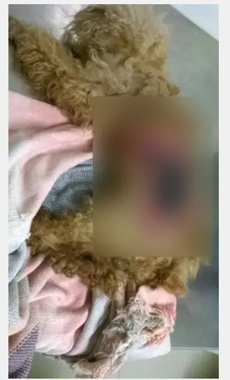 Foto: Reprodução/Facebook