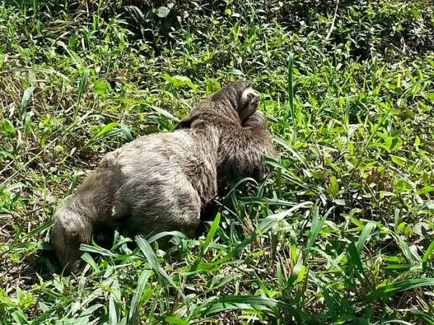 Após atravessar rodovia, bicho-preguiça seguiu pela mata, em Itariri (Foto: Raphael Bracco / Arquivo Pessoal)