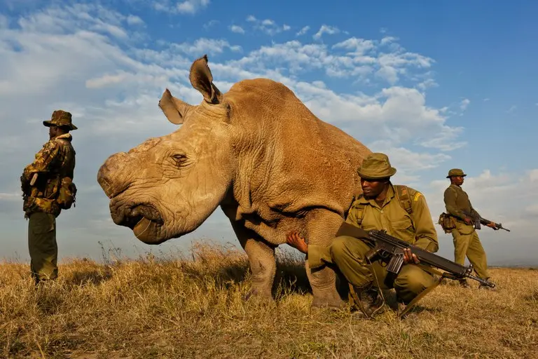 Guardas protegem um animal que conseguiu sobreviver à retirada dos chifres