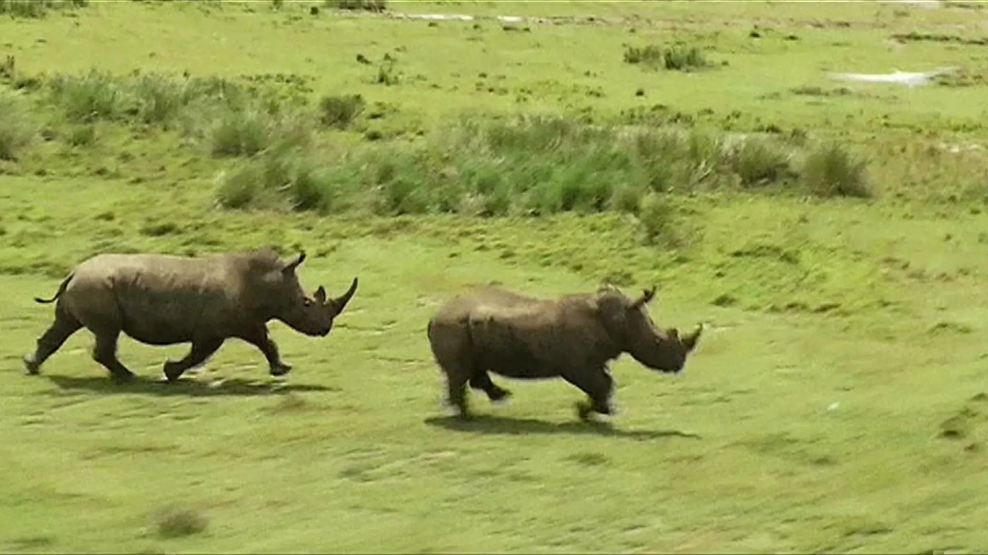 Com o novo sistema, quando o coração do rinoceronte parar um sinal é enviado a equipes de vigilância, que surgem no local do crime com um helicóptero (Foto: Reprodução/BBC)