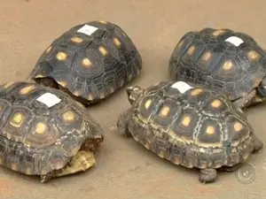 Entre os animais estavam quatro jabutis doentes (Foto: Reprodução/TV TEM)