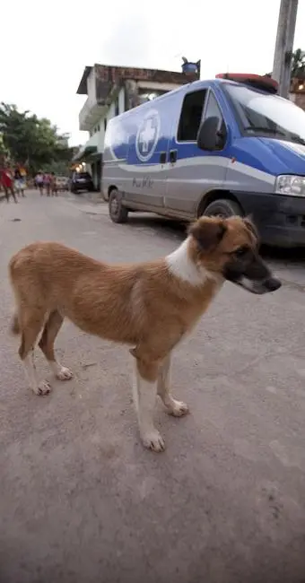 O cãozinho acompanhou, com o olhar, a remoção do corpo