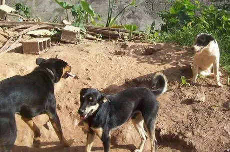 Três dos seis cães que precisam de resgate Reprodução/ Facebook