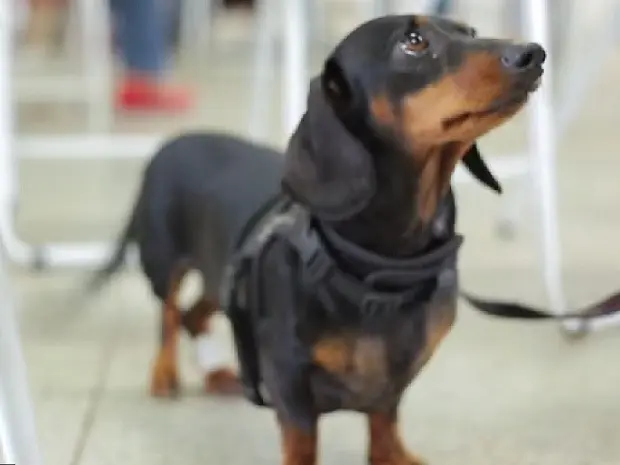 Animais serão castrados gratuitamente (Foto: Prefeitura Municipal de Sorocaba/ Divulgação)