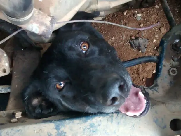 Cão ficou preso ao tentar pegar um rato (Foto: GCM/Divulgação)