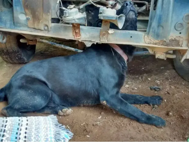 Animal ficou preso ao tentar pegar rato (Foto: GCM/Divulgação)