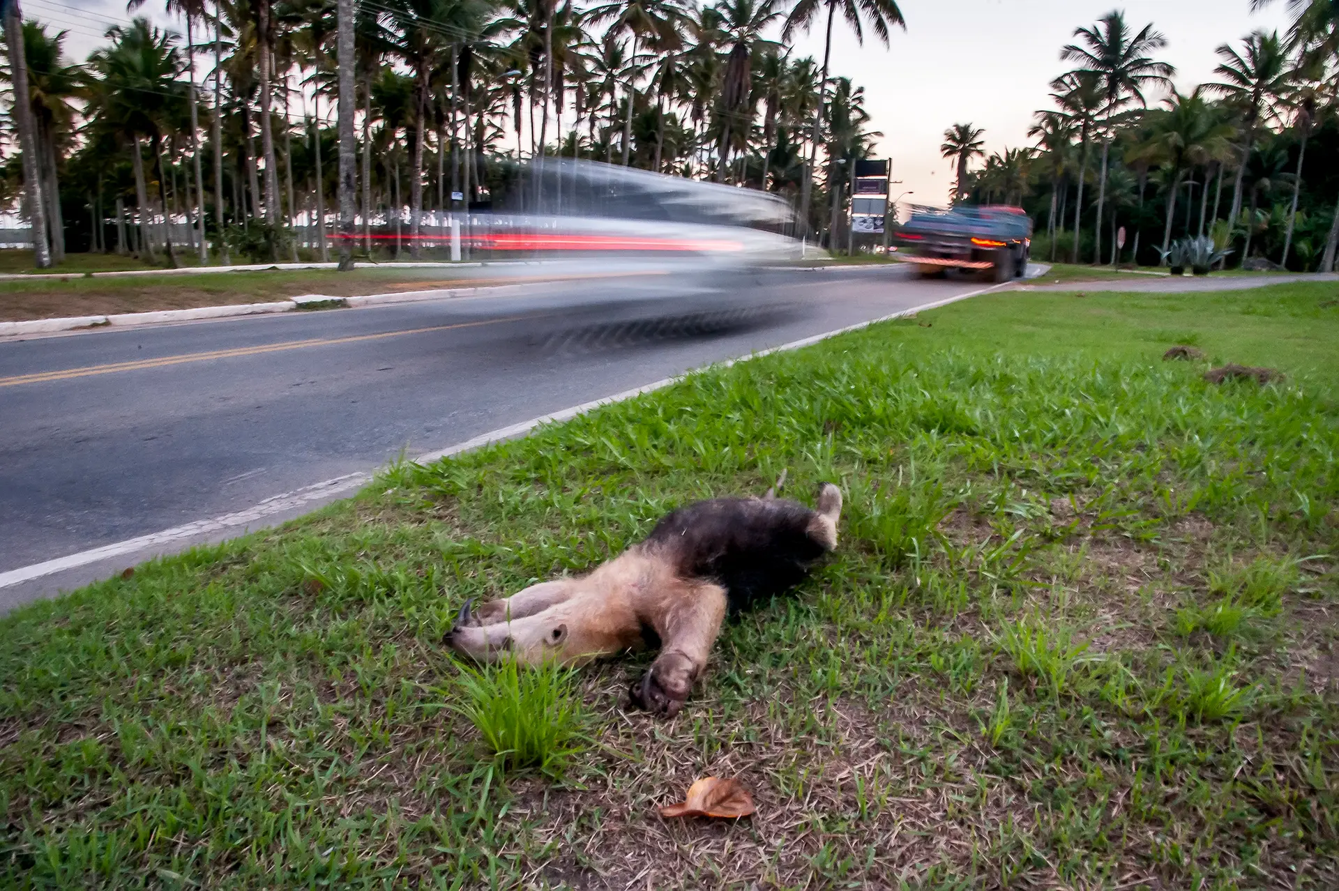 Cerca de 20 mil animais morrem por ano no trecho norte da BR-101 Foto: Leonardo Merçon/ Instituo Últimos Refúgios