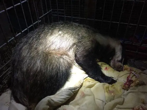 A texugo Wanda dorme em abrigo da Associação Dzika Ostoja, na Polônia (Foto: Reprodução/Facebook/ Associação Dzika Ostoja)