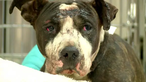 O fato da cachorra ter sobrevivido está sendo considerado um milagre. (Foto: Reprodução / Life With Dogs) 