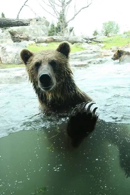 Os ursos não se machuram no incidente Foto: Reprodução/ Facebook/ Minnesota Zoo 