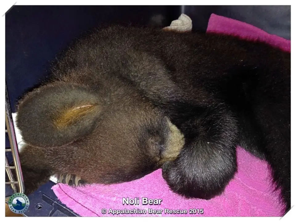 Foto: Appalachian Bear Rescue