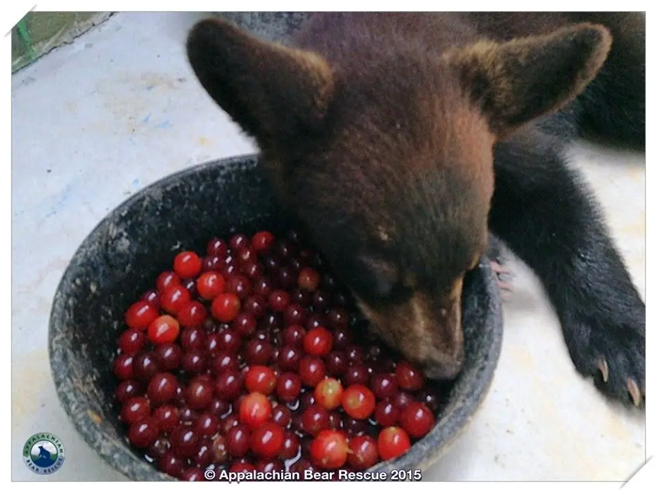 Foto: Appalachian Bear Rescue