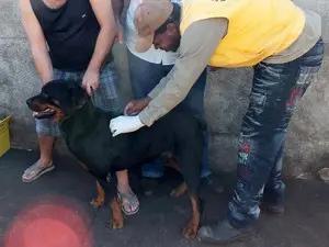 Cães e gatos devem receber vacina contra raiva.  (Foto: Divulgação/PMI)