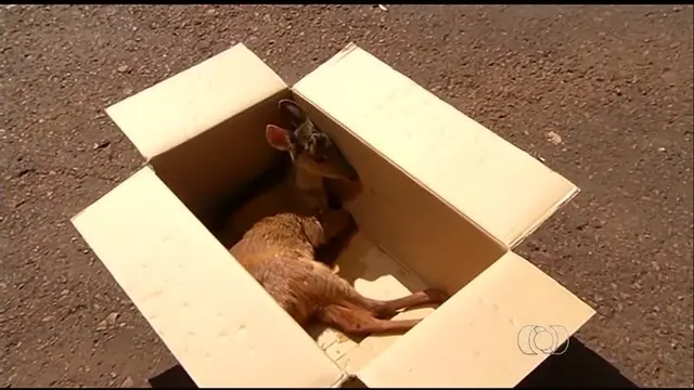 Animal foi levado pelo Centro de Triagem de Animais Silvestres (Foto: Reprodução/TV Anhanguera)