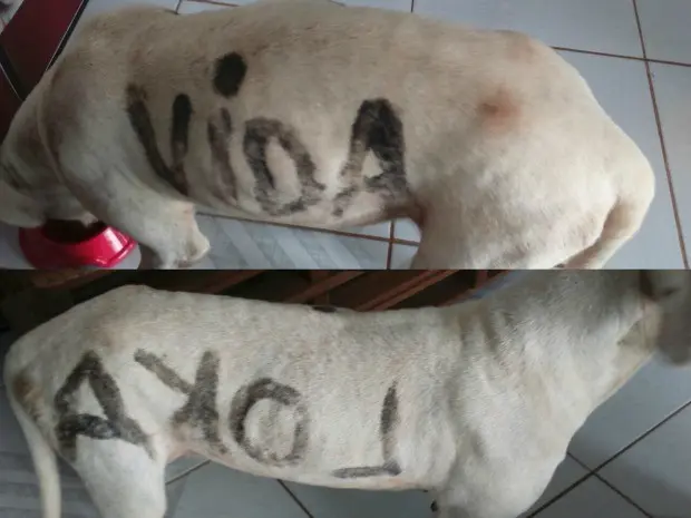 Cadela foi encontrada pichada com 'Vida Loka' (Foto: Alyne Galeno/Arquivo Pessoal)