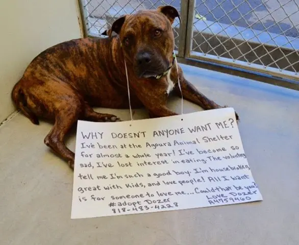 O cão Dozer, que parecia não entender por que ninguém o queria. Foto: Facebook/Shelly Abel McEween
