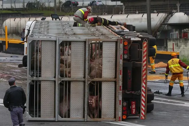 BARUERI,SP,25.08.2015:ACIDENTE-SP - Carreta transportando porcos tomba no km 14 do Rodoanel, sentido Castello Branco, na regiÃ£o de Barueri (SP), na madrugada desta terÃ§a-feira (25). A saÃ­da do Rodoanel para a Castello Branco segue fechada. HÃ¡ 8 km de congestionamento na pista expressa. (Foto: Marcos Bezerra/Futura Press/Folhapress)