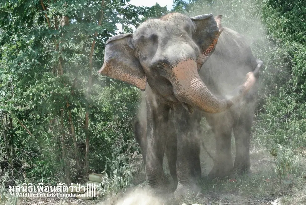 Foto: Facebook/ Wildlife Friends Foundation Thailand 