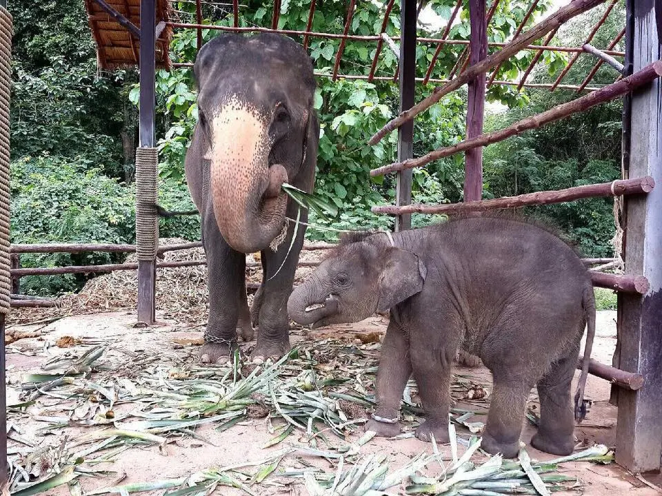 Foto: Facebook/ Wildlife Friends Foundation Thailand 