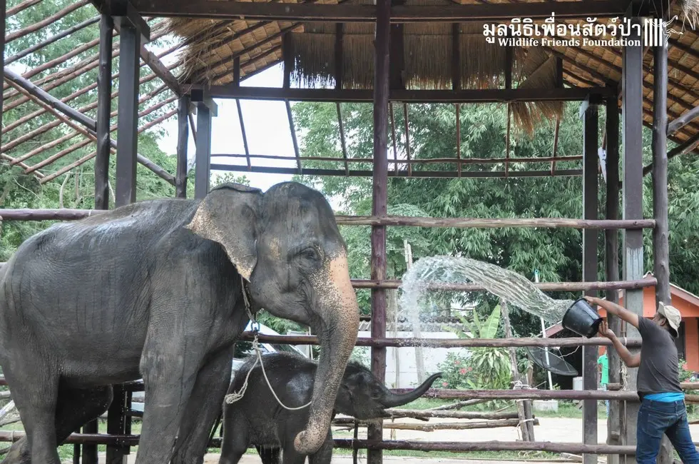 Foto: Facebook/ Wildlife Friends Foundation Thailand 