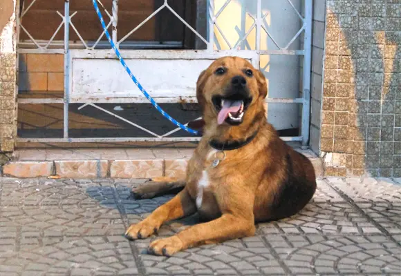 Tim na frente da casa onde morava e onde seu tutor morreu. Ele velou o corpo durante 20 dias. Resgatado.